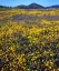 Picture of CALIFORNIA, CUYAMACA RANCHO SP FLOWER LANDSCAPE