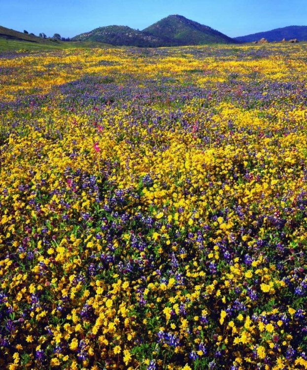 Picture of CALIFORNIA, CUYAMACA RANCHO SP FLOWER LANDSCAPE