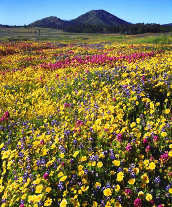 Picture of CALIFORNIA, CUYAMACA RANCHO SP FLOWER LANDSCAPE