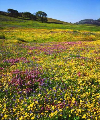 Picture of CALIFORNIA, CUYAMACA RANCHO SP FLOWER LANDSCAPE