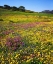 Picture of CALIFORNIA, CUYAMACA RANCHO SP FLOWER LANDSCAPE