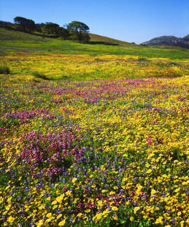 Picture of CALIFORNIA, CUYAMACA RANCHO SP FLOWER LANDSCAPE