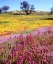 Picture of CALIFORNIA, CUYAMACA RANCHO SP FLOWER LANDSCAPE