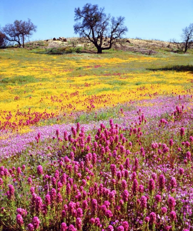 Picture of CALIFORNIA, CUYAMACA RANCHO SP FLOWER LANDSCAPE