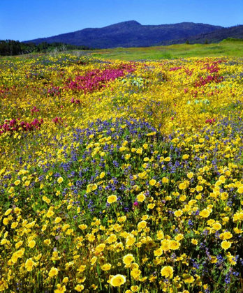 Picture of CALIFORNIA, CUYAMACA RANCHO SP FLOWER LANDSCAPE