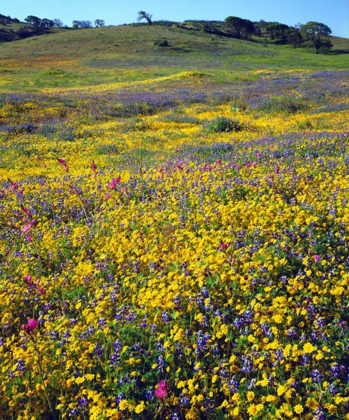 Picture of CALIFORNIA, CUYAMACA RANCHO SP FLOWER LANDSCAPE