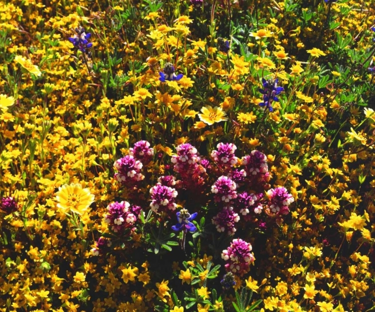 Picture of CALIFORNIA, CUYAMACA RANCHO SP FLOWER LANDSCAPE