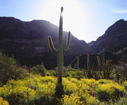 Picture of ARIZONA, ORGAN PIPE CACTUS NM FLOWERS AND CACTI