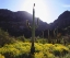Picture of ARIZONA, ORGAN PIPE CACTUS NM FLOWERS AND CACTI