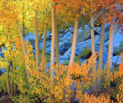 Picture of CALIFORNIA, SIERRA NEVADA, FALL COLORS OF ASPENS