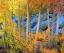 Picture of CALIFORNIA, SIERRA NEVADA, FALL COLORS OF ASPENS