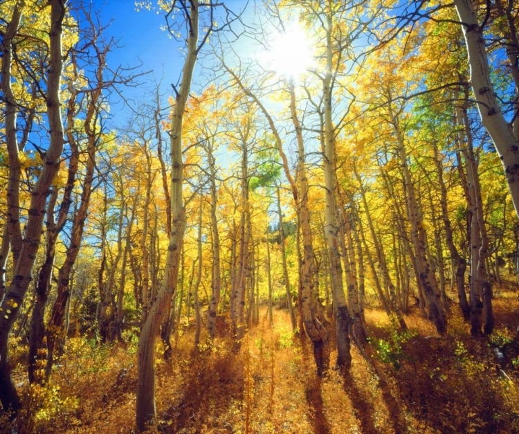 Picture of CALIFORNIA, SIERRA NEVADA, FALL COLORS OF ASPENS