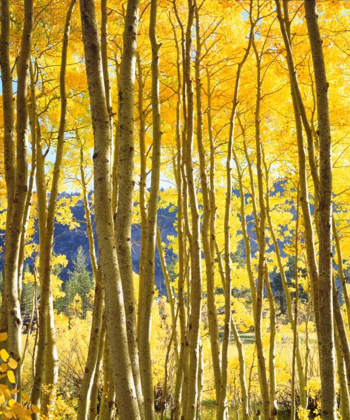 Picture of CALIFORNIA, SIERRA NEVADA, FALL COLORS OF ASPENS