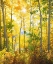 Picture of CALIFORNIA, SIERRA NEVADA, FALL COLORS OF ASPENS