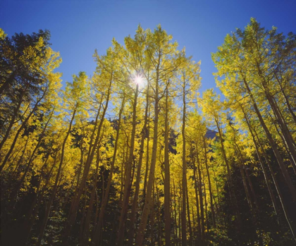 Picture of CALIFORNIA, SIERRA NEVADA, FALL COLORS OF ASPENS