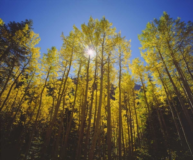 Picture of CALIFORNIA, SIERRA NEVADA, FALL COLORS OF ASPENS