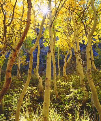 Picture of CALIFORNIA, SIERRA NEVADA, FALL COLORS OF ASPENS