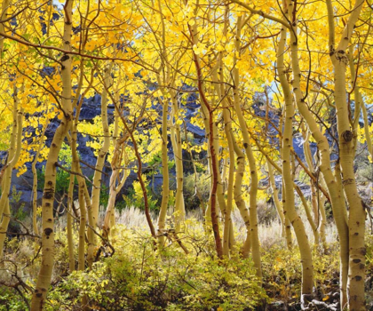Picture of CALIFORNIA, SIERRA NEVADA, FALL COLORS OF ASPENS