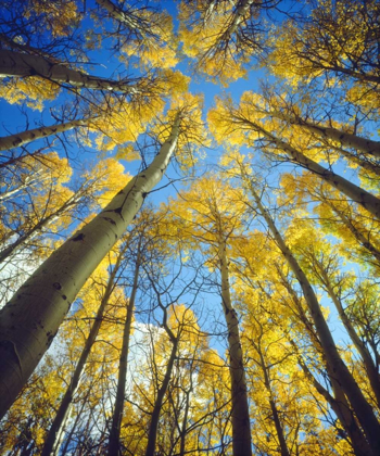 Picture of CALIFORNIA, SIERRA NEVADA, FALL COLORS OF ASPENS