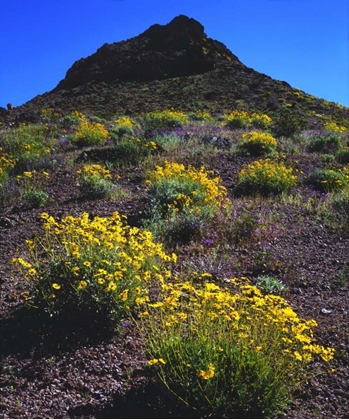 Picture of CALIFORNIA, DEATH VALLEY NP BRITTLEBUSH FLOWERS