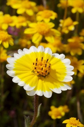 Picture of CALIFORNIA, CUYAMACA RANCHO SP TIDY TIP FLOWERS