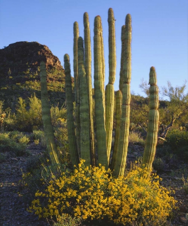 Picture of ARIZONA, ORGAN PIPE CACTUS NM, ORGAN PIPE CACTUS