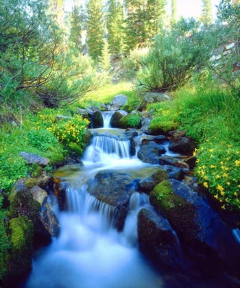 Picture of CALIFORNIA SKY MEADOWS IN THE SIERRA NEVADA MTS