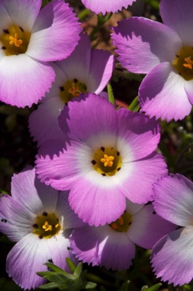 Picture of CALIFORNIA, SAN DIEGO, RATTLESNAKE CANYON, PHLOX