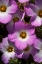 Picture of CALIFORNIA, SAN DIEGO, RATTLESNAKE CANYON, PHLOX