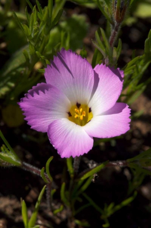 Picture of CALIFORNIA, SAN DIEGO, RATTLESNAKE CANYON, PHLOX