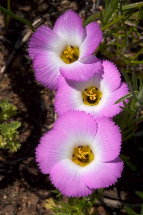 Picture of CALIFORNIA, SAN DIEGO, RATTLESNAKE CANYON, PHLOX