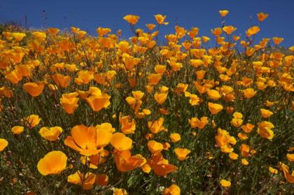 Picture of CALIFORNIA, SAN DIEGO, RATTLESNAKE CANYON, POPPY