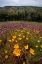 Picture of CALIFORNIA, SAN DIEGO, RATTLESNAKE CANYON, POPPY