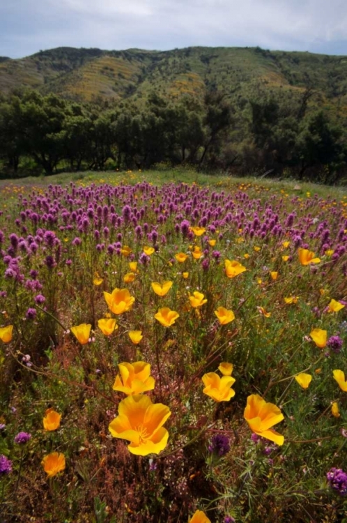 Picture of CALIFORNIA, SAN DIEGO, RATTLESNAKE CANYON, POPPY