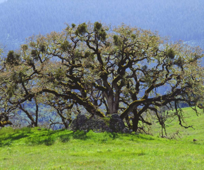 Picture of CALIFORNIA OAK TREE IN A CLEARING IN THE FOREST