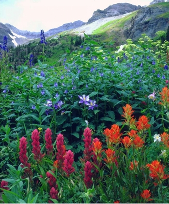 Picture of CO, FLOWERS IN YANKEE BOY BASIN IN THE ROCKY MTS