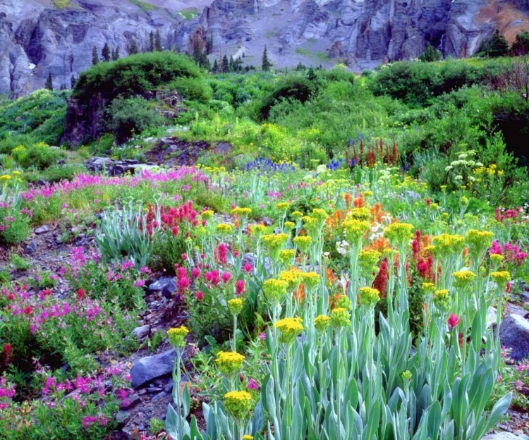 Picture of CO, FLOWERS IN YANKEE BOY BASIN IN THE ROCKY MTS