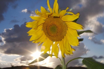 Picture of CA, HYBRID SUNFLOWER BLOWING IN THE WIND AT DUSK