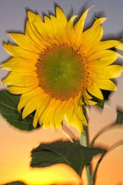 Picture of CA, HYBRID SUNFLOWER BLOWING IN THE WIND AT DUSK