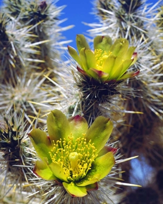 Picture of CA, JOSHUA TREE NP SILVER CHOLLA CACTUS FLOWERS