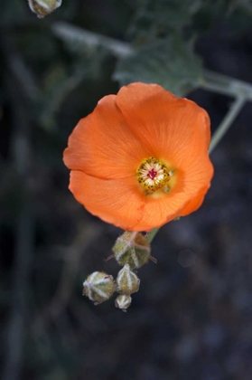 Picture of CA, SAN DIEGO MALLOW FLOWERS IN THE MECCA HILLS