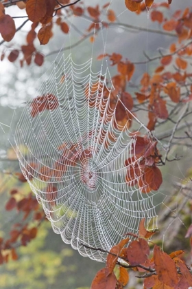 Picture of WASHINGTON, SEABECK DEW ON SPIDER WEB IN TREE