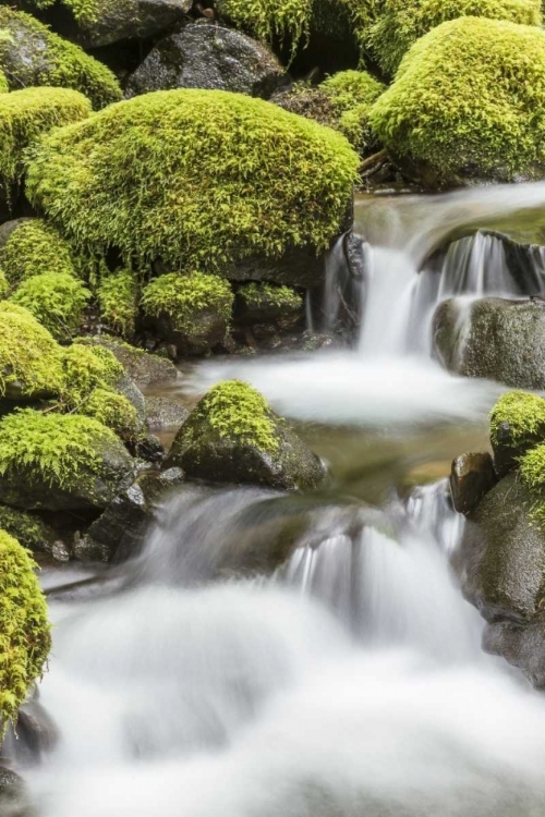 Picture of WASHINGTON, OLYMPIC NP SMALL STREAM IN FOREST