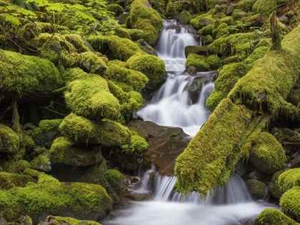 Picture of WASHINGTON, OLYMPIC NP SMALL STREAM IN FOREST