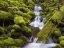 Picture of WASHINGTON, OLYMPIC NP SMALL STREAM IN FOREST