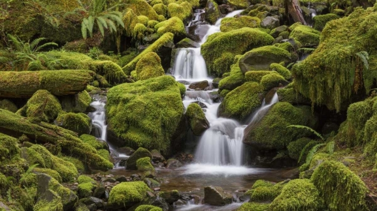 Picture of WASHINGTON, OLYMPIC NP SMALL STREAM IN FOREST