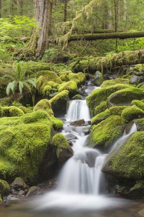 Picture of WASHINGTON, OLYMPIC NP SMALL STREAM IN FOREST