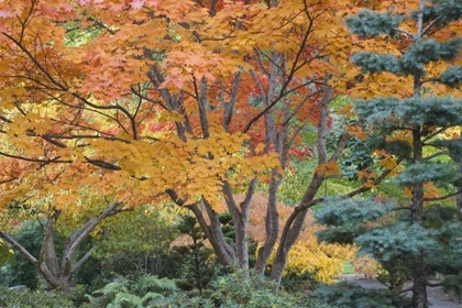 Picture of OREGON, ASHLAND LITHIA PARK TREES IN A GARDEN