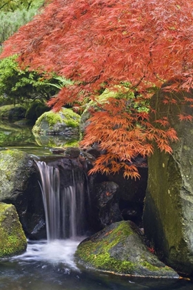 Picture of OREGON, PORTLAND WATERFALL AND JAPANESE MAPLE