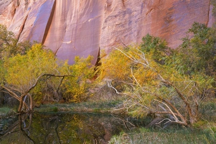 Picture of UTAH, GLEN CANYON NRA AN OASIS IN FOREST COVE